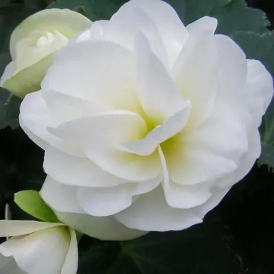 Tuberous Begonia Flower Seeds for Planting NON GMO Seeds Dhara Seeds