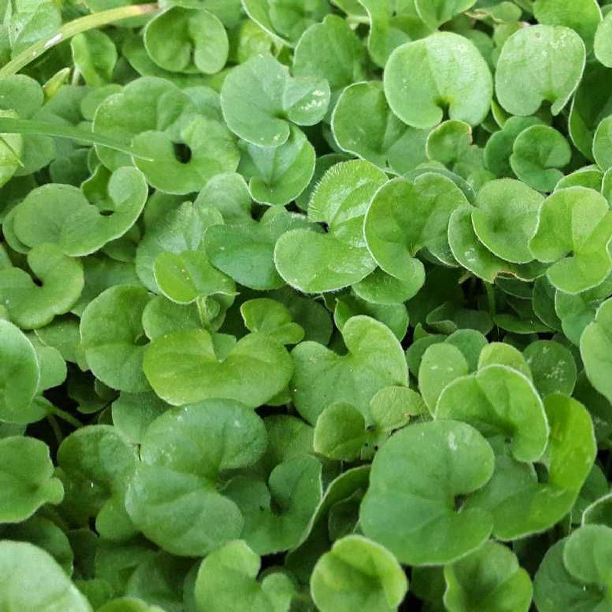 Dichondra Plant Seeds – Heirloom, Non-GMO, Lush Ground Cover for Garden and Landscape Planting