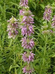 Lavender Lemon Mint Flower Seeds for Planting heirloom & Non-GMO Seeds Dhara Seeds