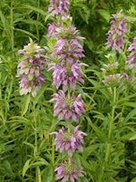 Lavender Lemon Mint Flower Seeds for Planting heirloom & Non-GMO Seeds Dhara Seeds