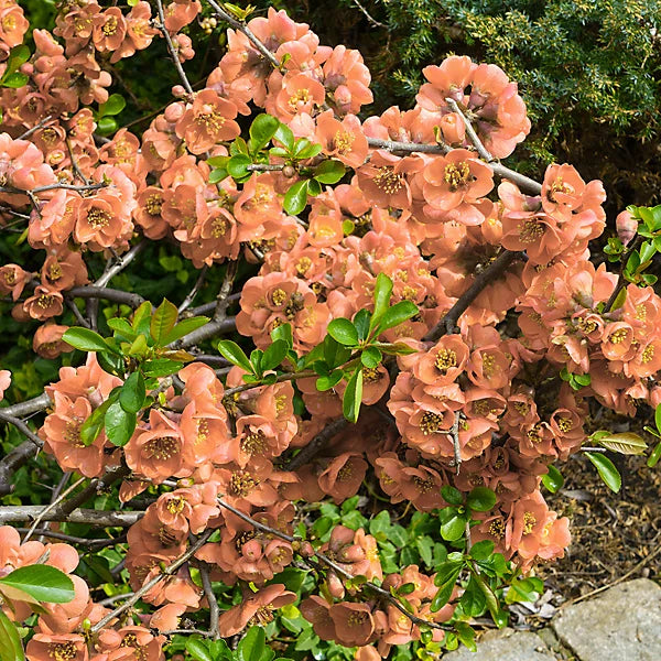 Orange Chaenomeles Flower Seeds – Heirloom, Non-GMO Seeds for Planting Bright Spring Blooms