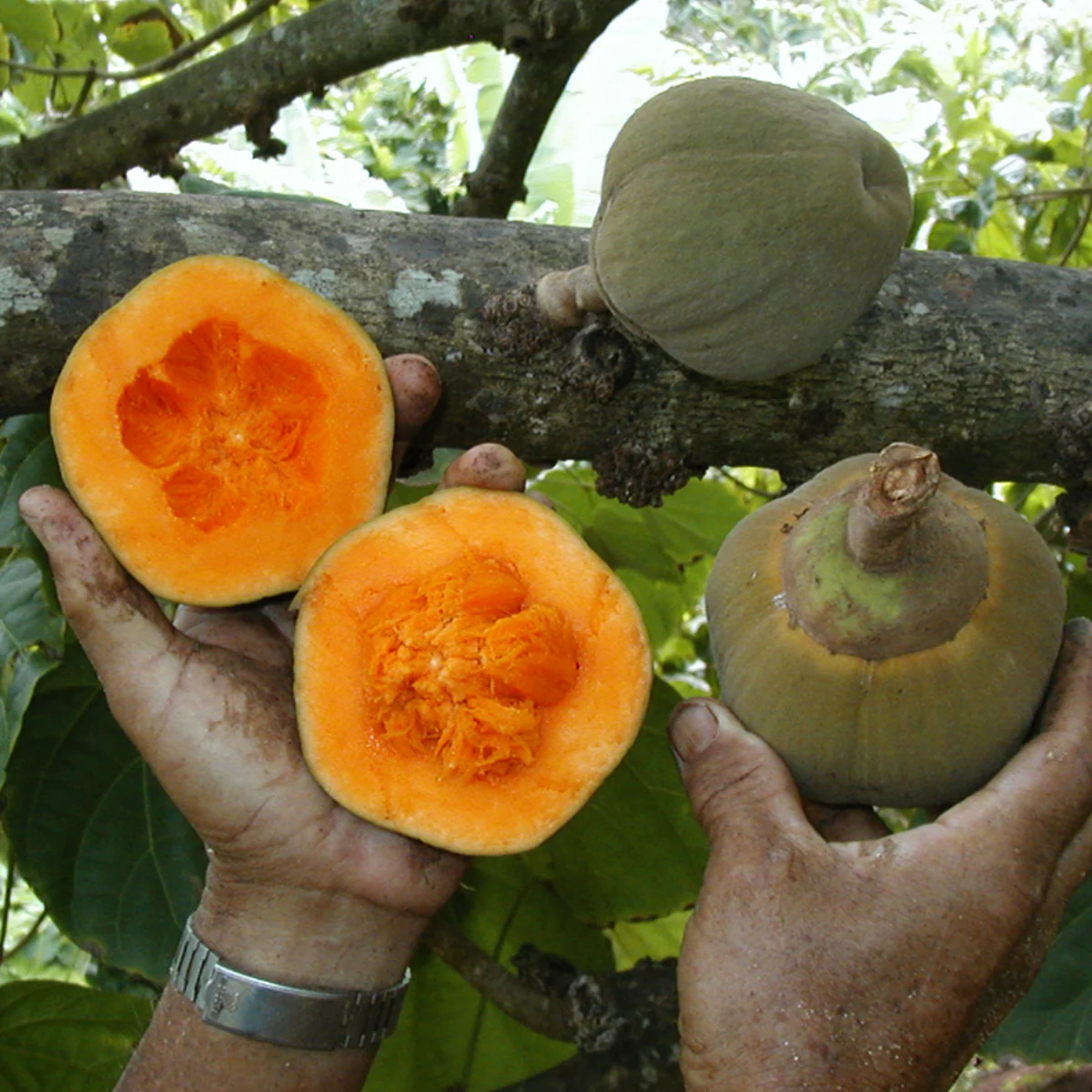 Quararibea Cordata (South American Sapote) – Sweet, Tropical Fruit with Exotic Flavor