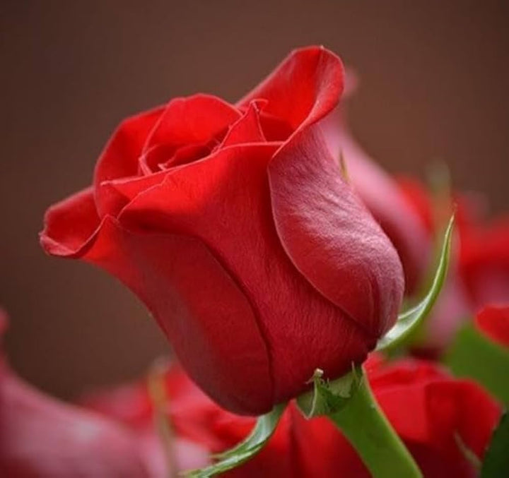 Full Red Rose Plant Seeds for Planting Non-GMO Heirloom Garden Seeds for Growing Beautiful Roses