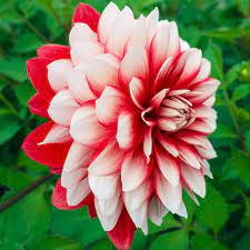 Red and White Dahlia Dahlia pinnata flower seeds for planting in backyard garden borders