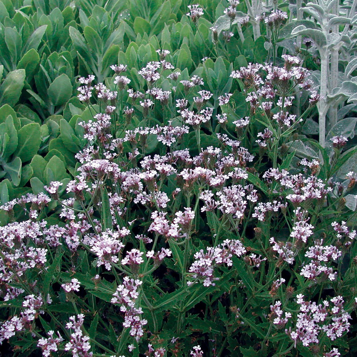 Verbena - Vervain Polaris