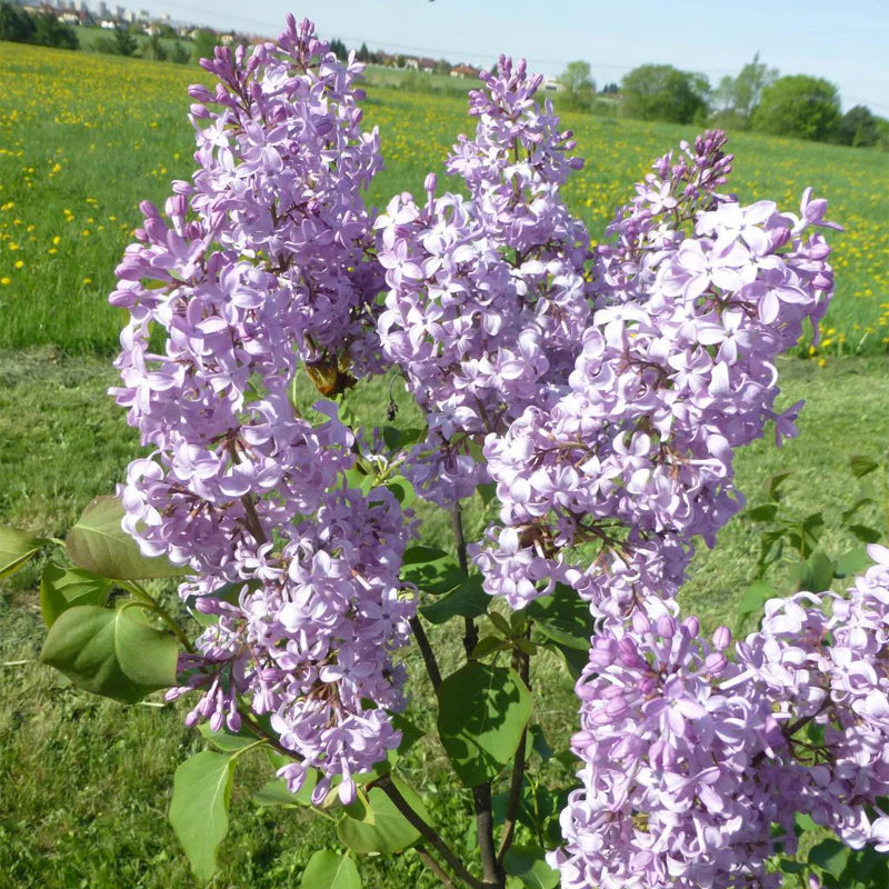 Early Korean Lilac Syringa oblata seeds for fragrant lilac bushes in flowering gardens and hedgerows