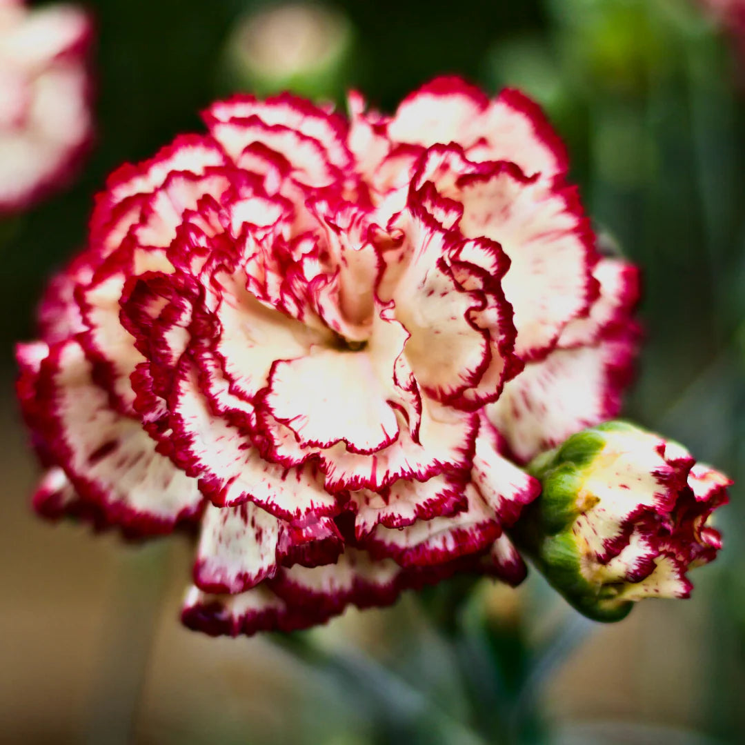 Red White Carnation Flower Seeds – Heirloom, Non-GMO, Classic Beauty for Garden Planting