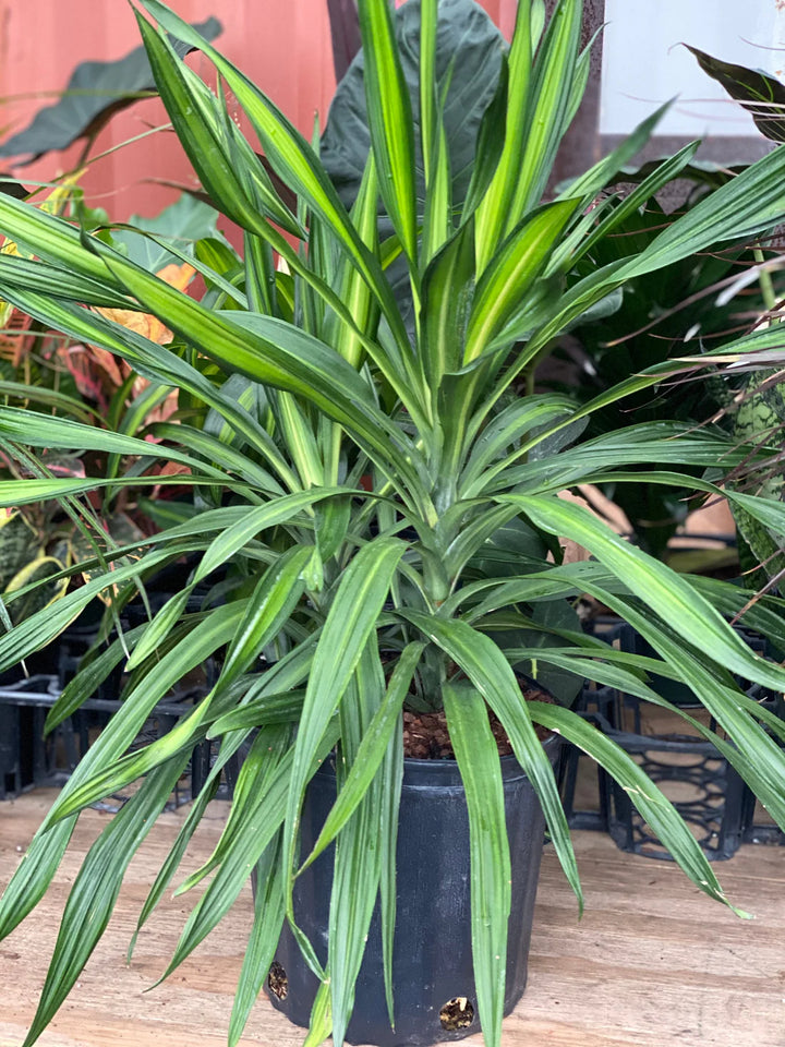 Green Dracaena Fargans Plant Seeds for Planting - 100
