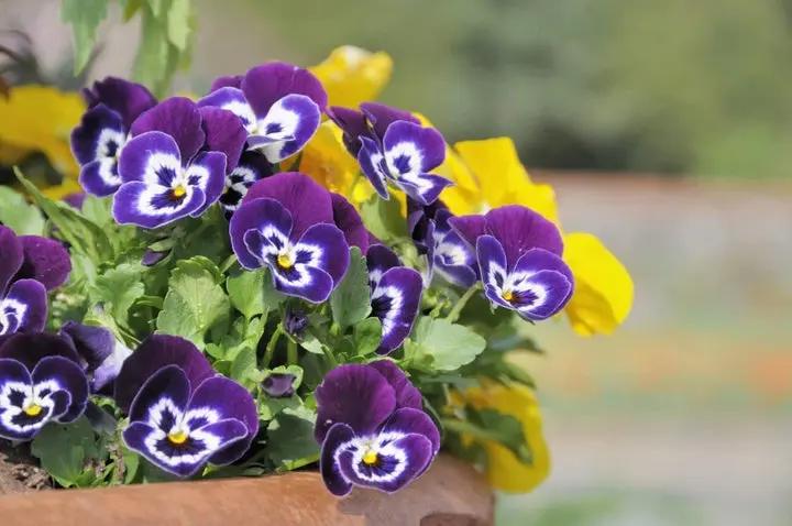 Violet Pansy Seeds – Non-GMO Flower Seeds for Garden Planting Dhara Seeds