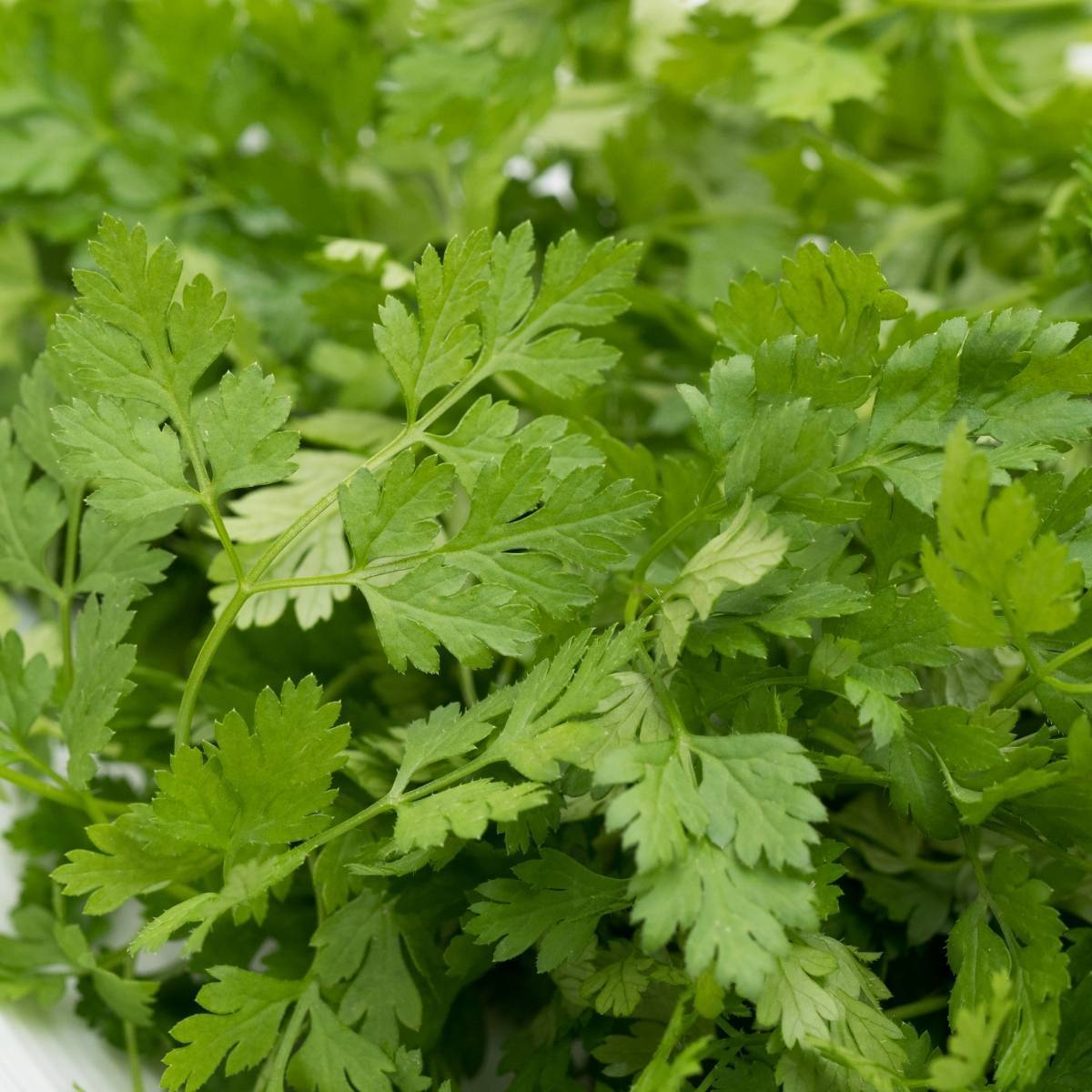 Fine Curled Organic Chervil Seed