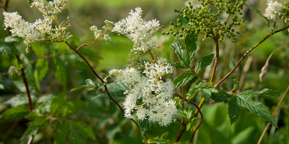 Meadowsweet