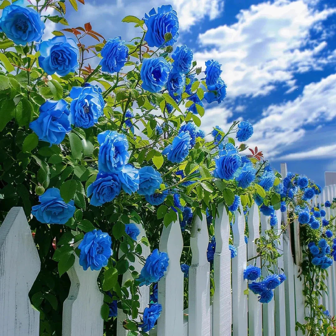 Light Blue Climbing Rose Perennial Flowering Seeds For Planting