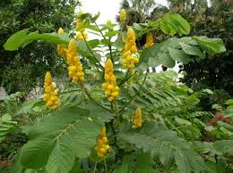 Yellow Candlestick Flower Seeds for Planting - 100