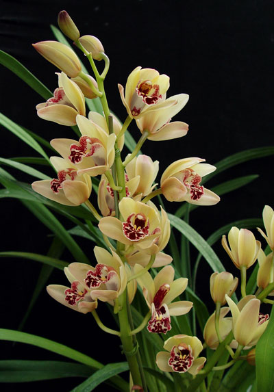 Cream Cymbidium Flower Seeds for Planting - 100