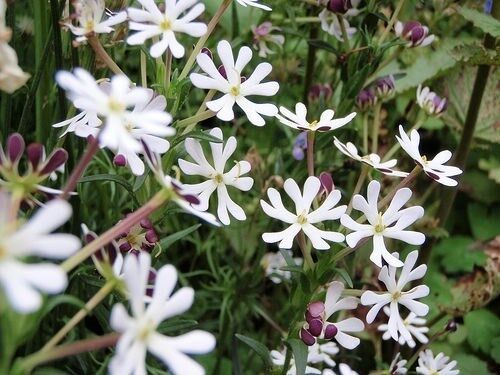 White Zaluzianskya Flower Seeds for Planting - 100