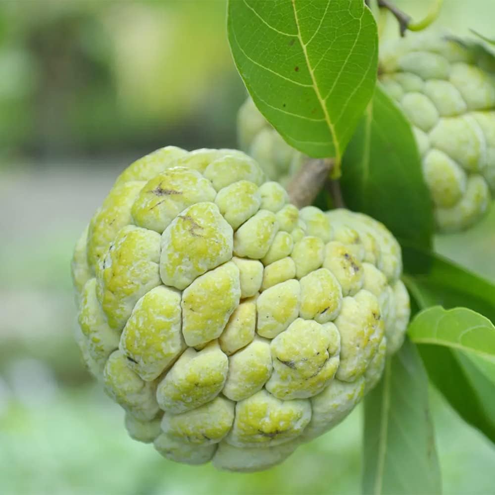 Exotic Annona Squamosa Seeds for Tropical Fruit Lovers