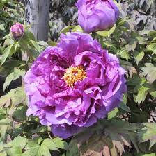 Purple Paeonia Suffruticosa Flower Seeds for Planting - 100