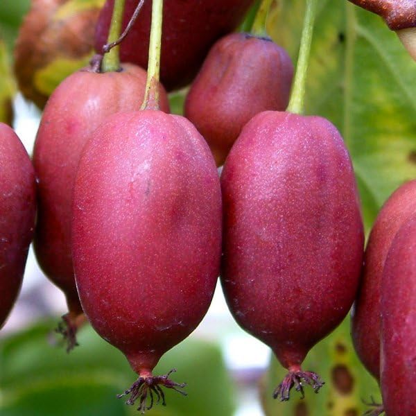 Pink Kiwi Fruit Seeds for Planting - Hardy, Self-Fertile Kiwi Vines, Heirloom & Non-GMO Seeds