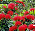 Red Pohutukawa Flower Seeds for Planting Dhara Seeds