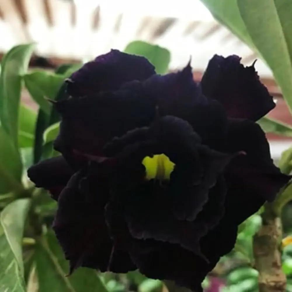 Heirloom Black Adenium Flower Seeds – Non-GMO Unique Desert Blooms for Garden Planting seeds for planting in home garden