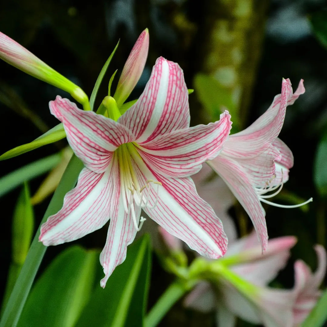 Heirloom Non-GMO Pink Hippeastrum Rutilum Flower Seeds for Garden Planting – Exotic Amaryllis Blooms seeds for planting in home garden