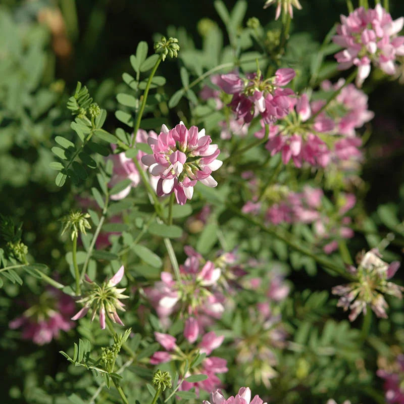 Crown Vetch Pink Flower Seeds for Planting - 100 seeds for planting in home garden