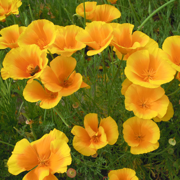 Yellow Eschscholzia Flower Seeds for Planting, Fresh, NON GMO Seeds seeds for planting in home garden