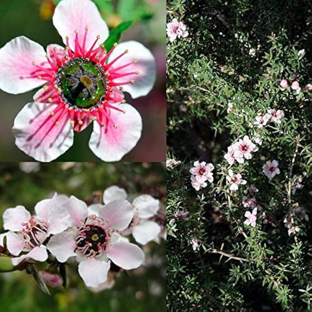 Manuka Flower Seeds for Planting - 100 seeds for planting in home garden