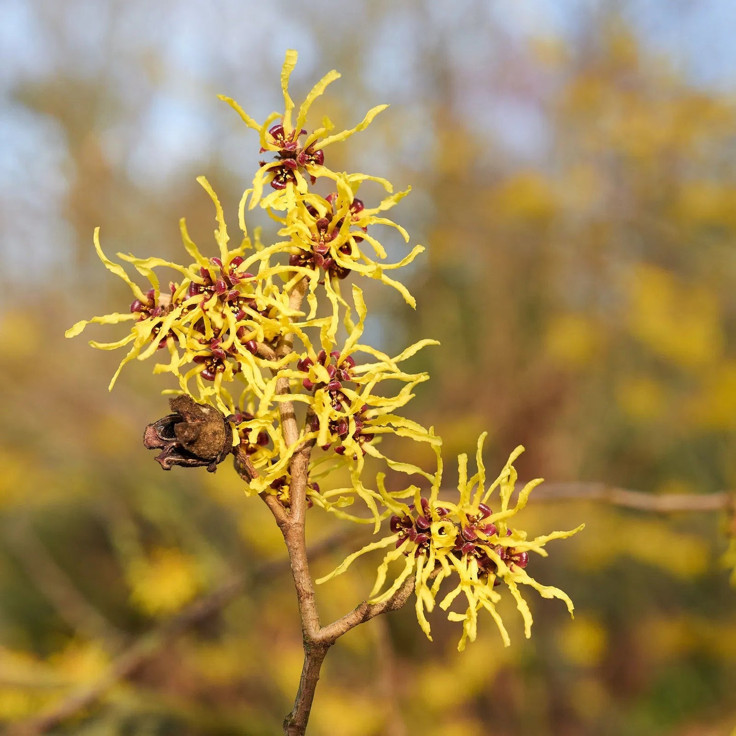 Zaubernuss Hamamelis Flower Seeds for Planting - 100 seeds for planting in home garden