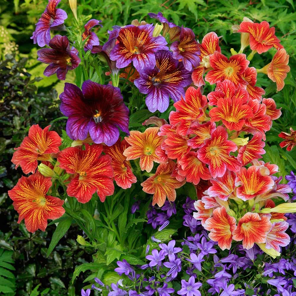 Heirloom Non-GMO Mixed Salpiglossis Flower Seeds for Garden Planting for planting in home garden