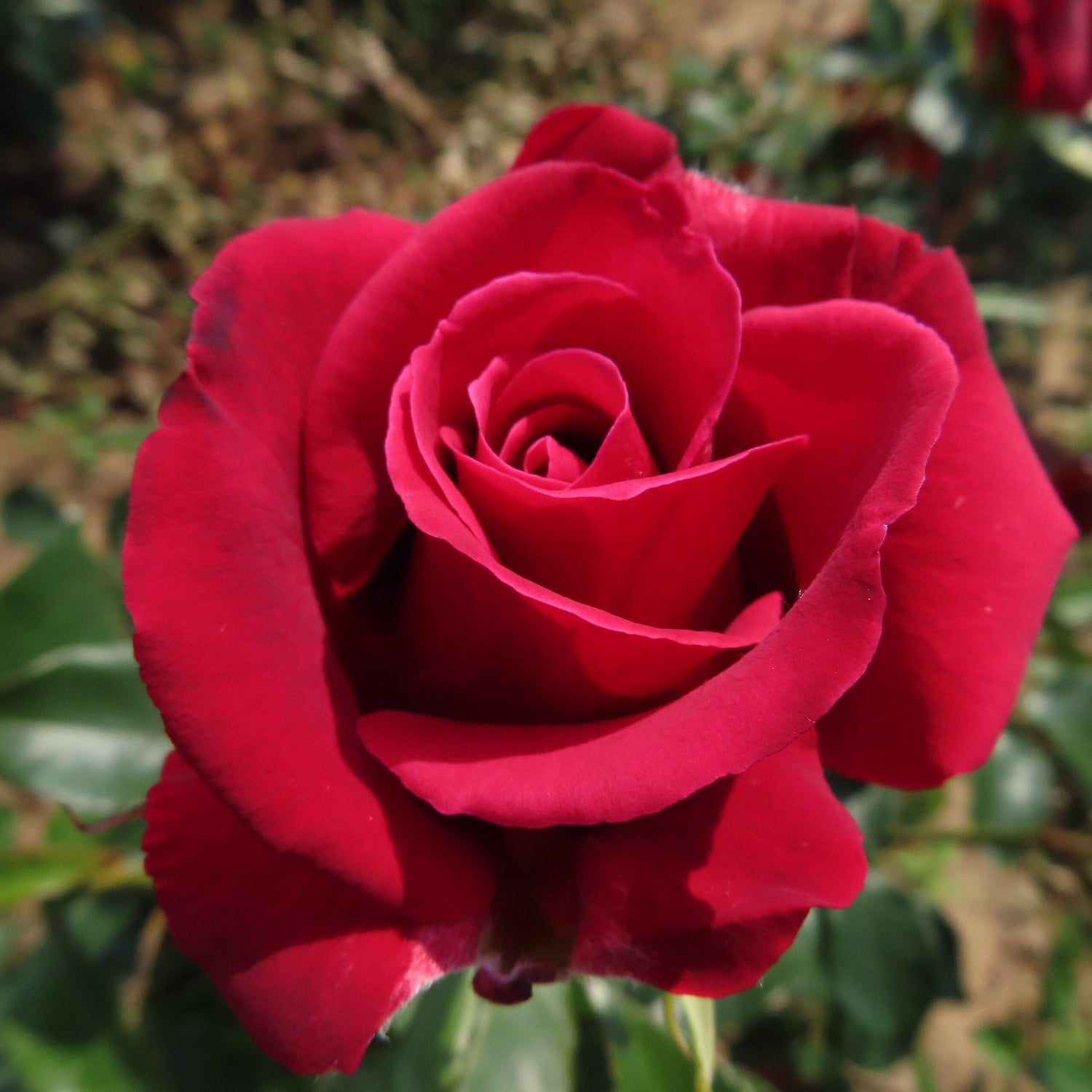 Thornless (Thornless scientific name) for planting in garden