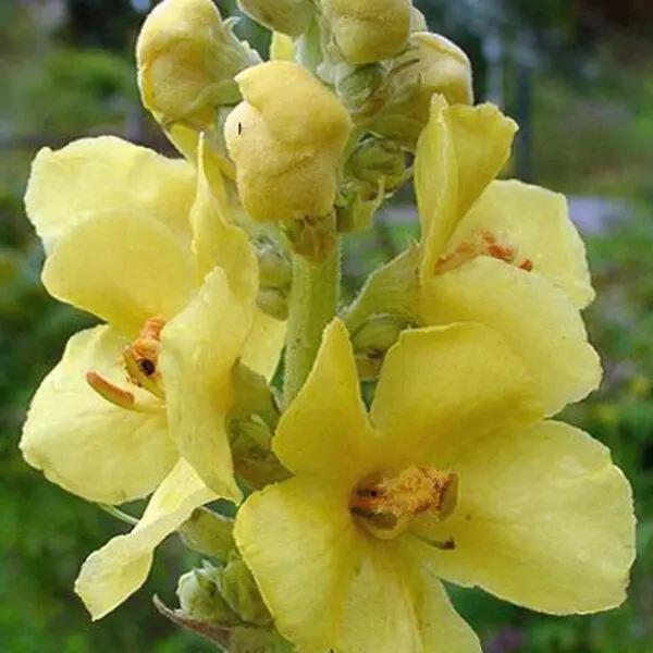 Yellow Densiflorum Seeds for Planting - 100 seeds for planting in home garden