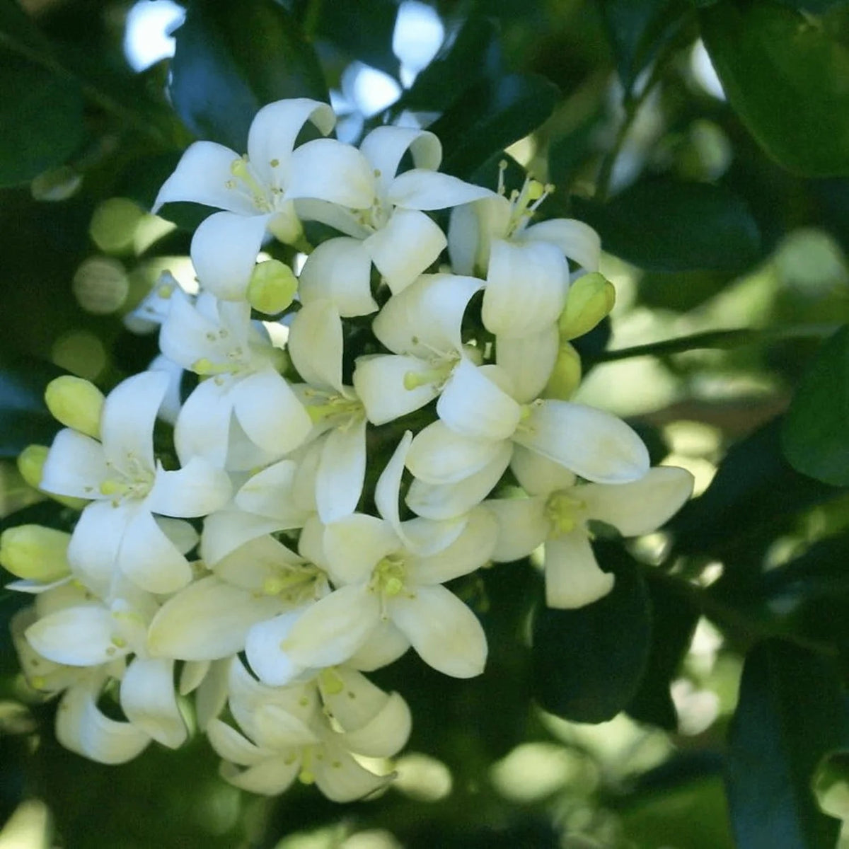White Murraya Paniculata Seeds – Heirloom, Non-GMO Flower Seeds for Planting Fragrant Blooms seeds for planting in home garden