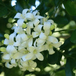 White Murraya Paniculata Seeds – Heirloom, Non-GMO Flower Seeds for Planting Fragrant Blooms seeds for planting in home garden
