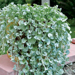 Silver Dichondra Plant Seeds for Planting - NON GMO Seeds for planting in home garden