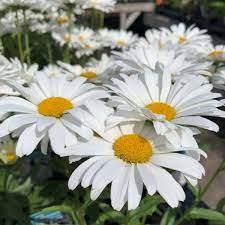 White Leucanthemum Flower Seeds for Planting - 100 seeds for planting in home garden