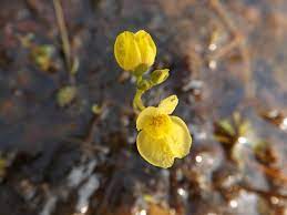Yellow Utricularia Flower Seeds for Planting - 100 seeds for planting in home garden