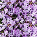 Lavender Linanthus Flower Seeds for Planting NON GMO Seeds seeds for planting in home garden