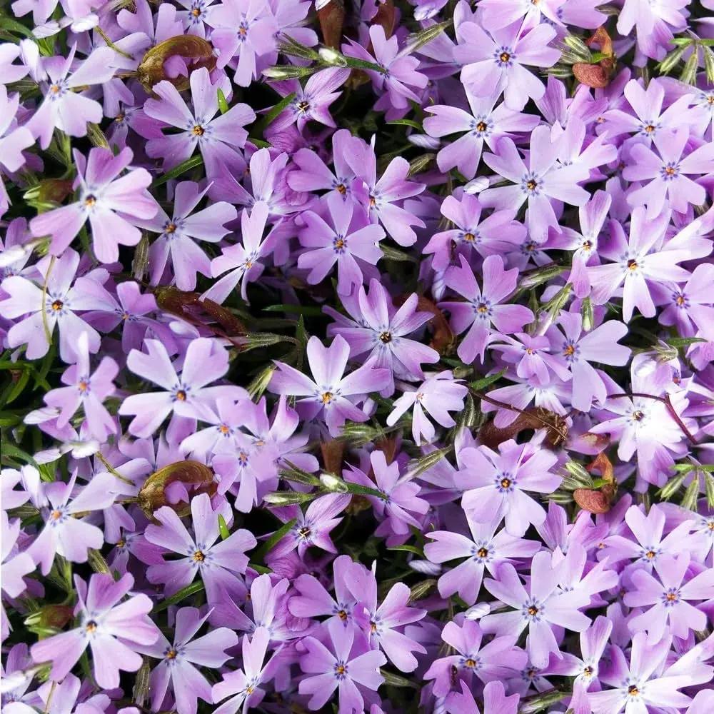 Lavender Linanthus Flower Seeds for Planting NON GMO Seeds seeds for planting in home garden