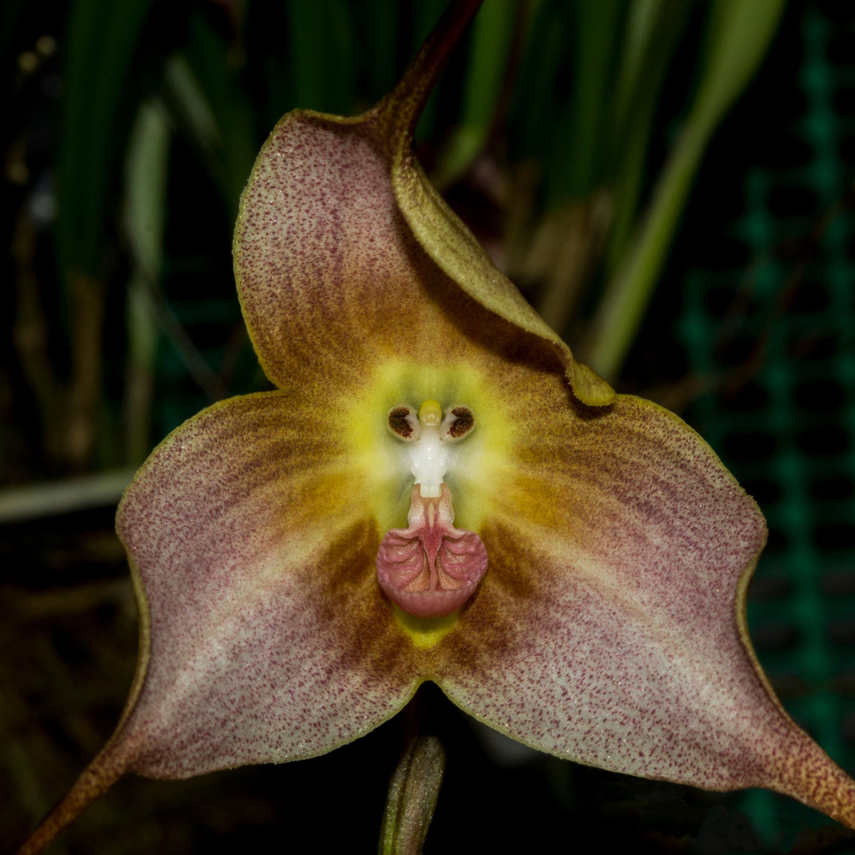 Orchid (Orchid scientific name) for planting in garden
