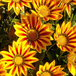 Yellow & Red Gazania Rigens Heirloom Non-GMO Seeds for Planting seeds for planting in home garden