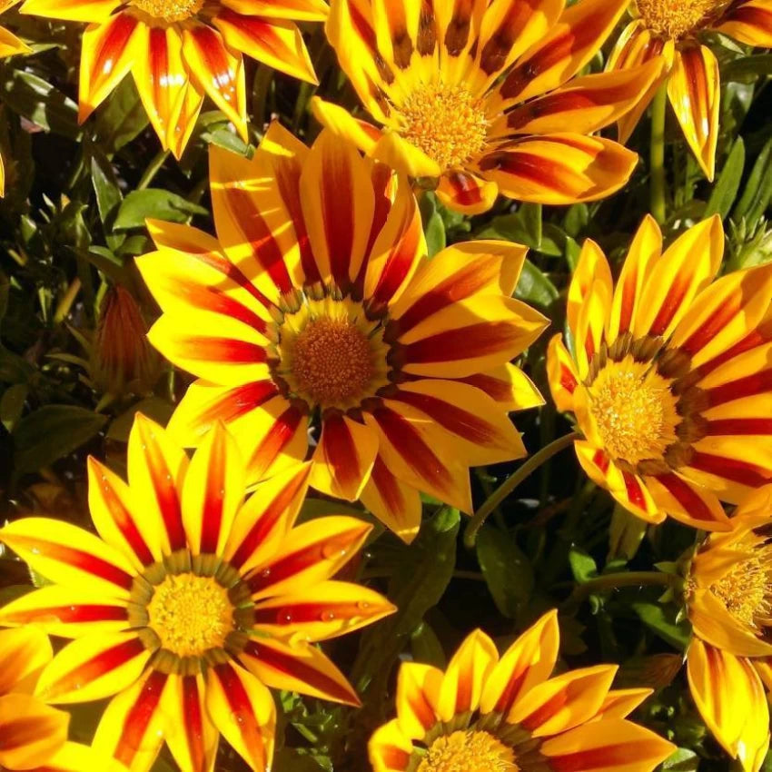 Yellow & Red Gazania Rigens Heirloom Non-GMO Seeds for Planting seeds for planting in home garden
