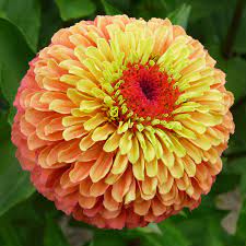 Lime Orange Zinnia Flower Seeds for Planting – Bright, Vibrant Blooms, Non-GMO, Heirloom Seeds seeds for planting in home garden
