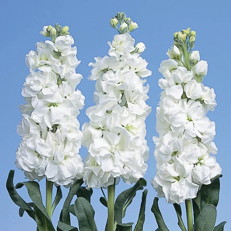 White Evening Stock Flower Seeds for Planting, 100 seeds for planting in home garden