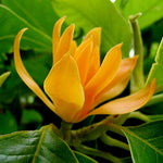 Chempaca Flower Seeds for Planting, 100 seeds for planting in home garden