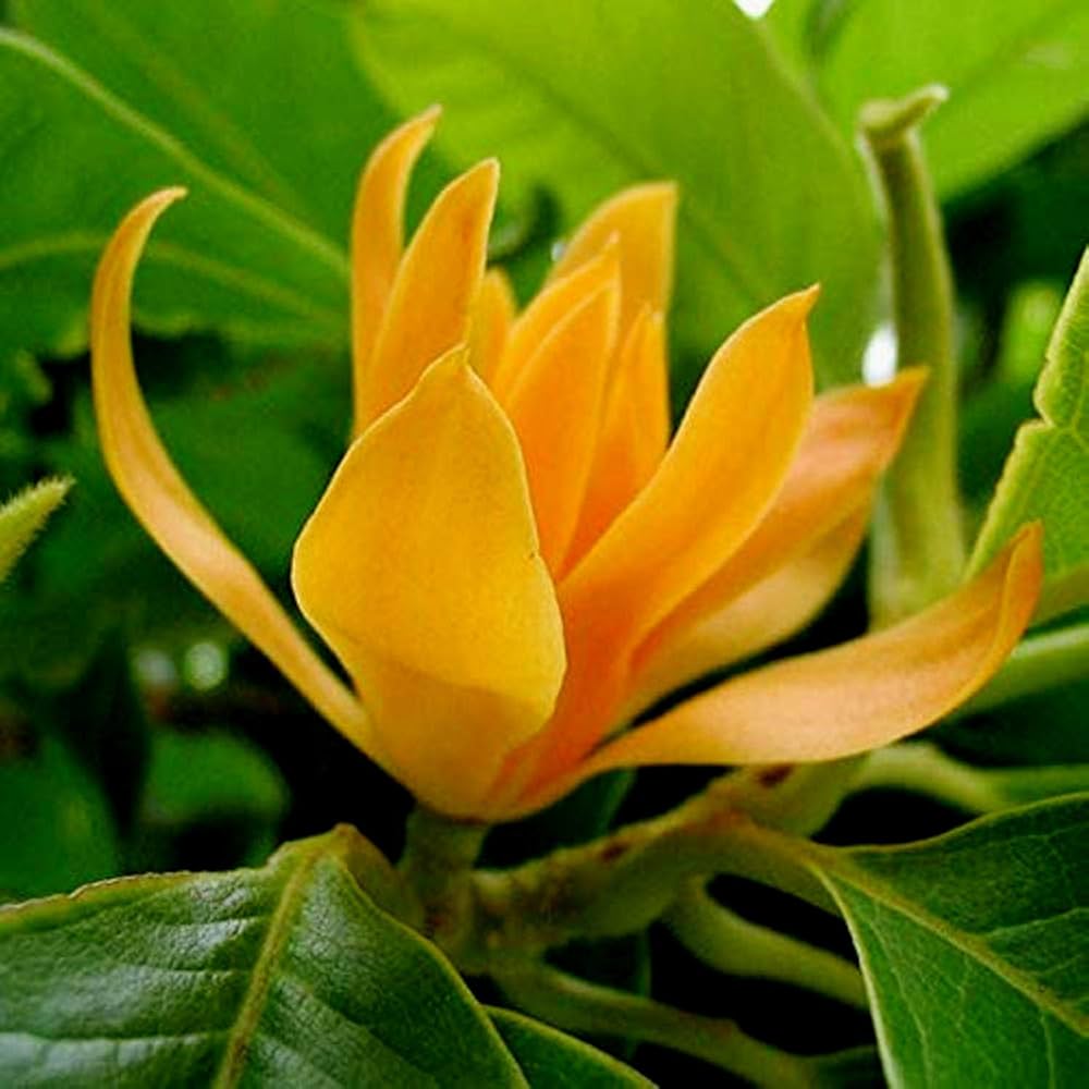Chempaca Flower Seeds for Planting, 100 seeds for planting in home garden