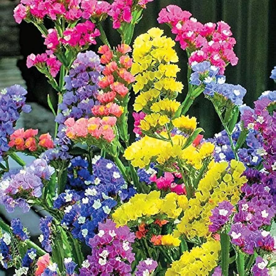 Heirloom Non-GMO Lavender Flower Seeds Mixed Colors for Garden Planting – Aromatic Floral Blend seeds for planting in home garden