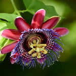 Passiflora Alata Flower Seeds for Planting- NON GMO Seeds seeds for planting in home garden