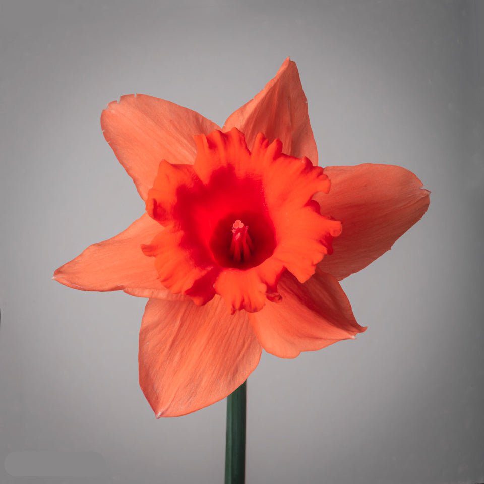 Red Daffodils Flower Seeds for Planting for planting in home garden