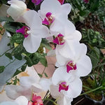 Butterfly Orchid Seeds for Planting - NON GMO Seeds seeds for planting in home garden